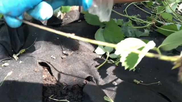 Показываю ,как я высаживаю клубнику усами,100% приживаемость даже в жару!За сезон собираю по 200л? смотреть онлайн