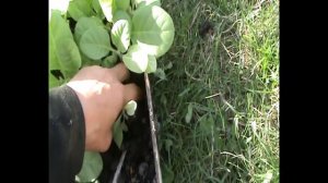 Высадка рассады табака в грунт