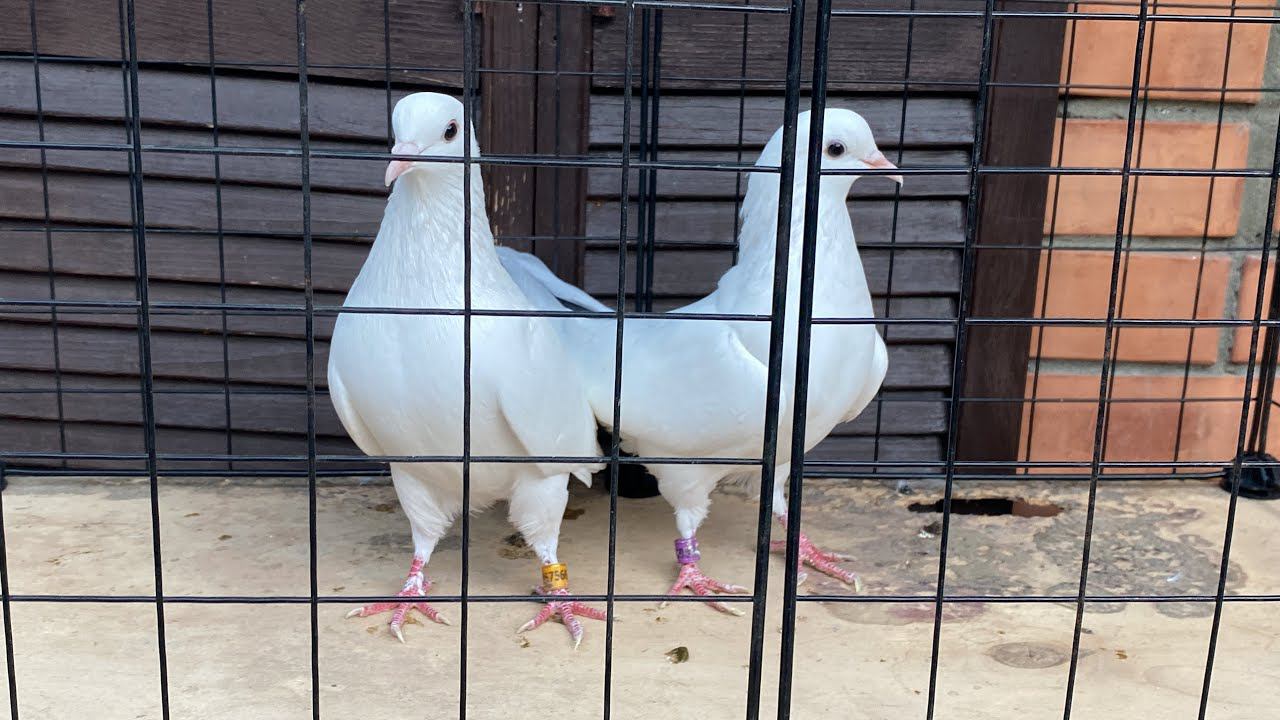 #голуби#baku#bakupigeons