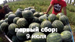 Арбуз Бонта - выбор фермеров. Самый холодоустойчивый и жароустойчивый арбуз.  Ранний арбуз .