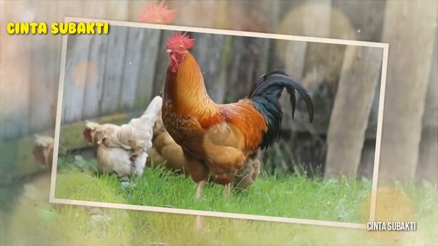 Anak Ayam Lucu Warna Warni | Ayam Rainbow Lucu смотреть онлайн