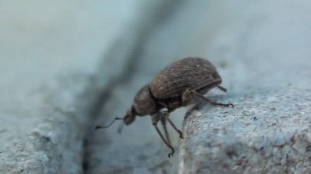 Broad-nosed Weevil (Curculionidae: Sciaphilus) Locomotion смотреть онлайн