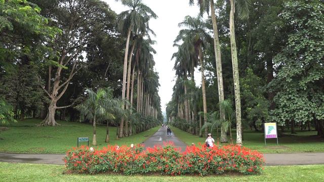 Royal Botanical Gardens Palm Tree Avenue Kandy Sri Lanka смотреть онлайн