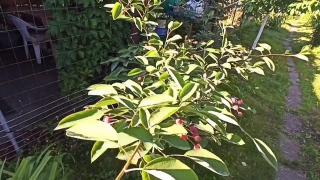 Ирга канадская в Подмосковье.