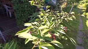 Ирга канадская в Подмосковье.