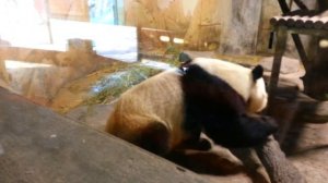 Панда какает. Зоопарк в Мадриде.