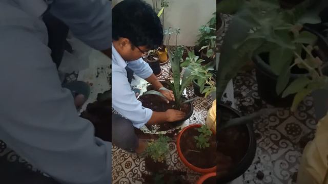 #Gardening#plants#Harithaharam#Telangana#medicinal#ayurveda#homegarden #farming смотреть онлайн