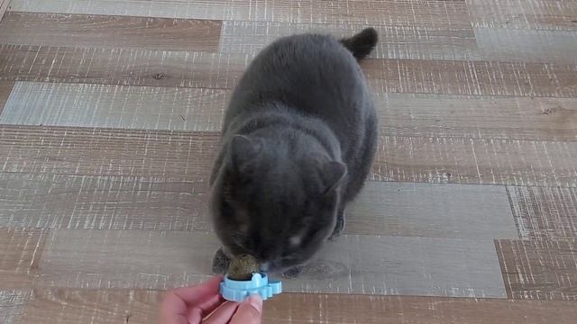 Купили мяту для котов! Первая реакция Сильвера смотреть онлайн