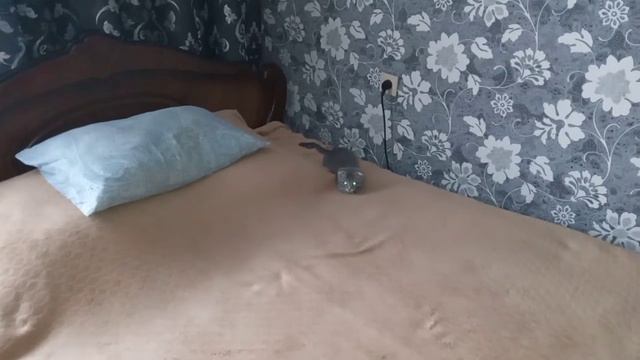 котик игроман,котёнок лайк,кот лайк,котики,весёлый кот смотреть онлайн
