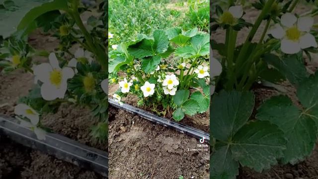 Очень важная подкормка во время цветения. смотреть онлайн