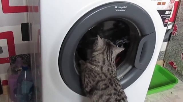 Кошка помогает стиральной машине. смотреть онлайн