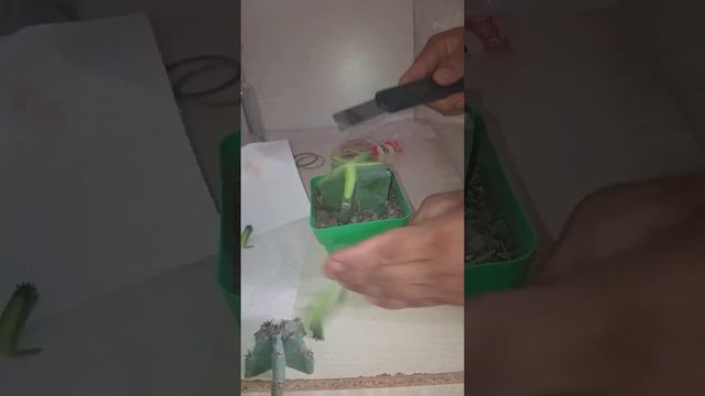 Injerto de cactus alicia смотреть онлайн