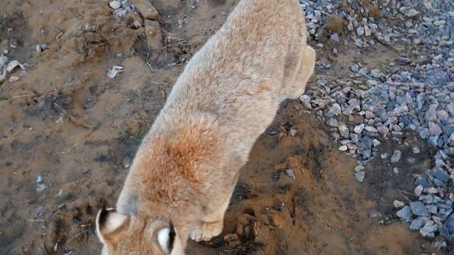 Растаял снег, всплыла работа и проблемы. АНТИинстаграм BobCat ТВ смотреть онлайн