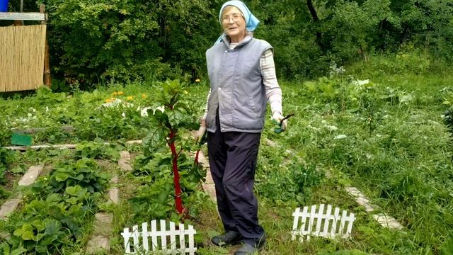 Невероятный мангольд из Подмосковья смотреть онлайн