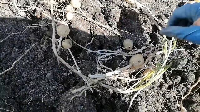 #329ОГОРОД НА ЮГЕ. Что наросло.Картошка, Свекла, Лук.Какой урожай в 2022 году. Краснодарский край. смотреть онлайн