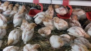 ?+и?- ВЫРАЩ. ПЕРЕПЕЛОВ. КУПИТЬ/ПРОДАТЬ ПЕРЕПЕЛА ПОРОДЫ АЛЬБИНОС ТЕХАССКИЙ((САМЫЙ КРУПНЫЙ ИЗ МЯСНЫХ