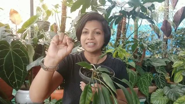 Anthurium Vittarifolium / rare beauty ❤️ смотреть онлайн