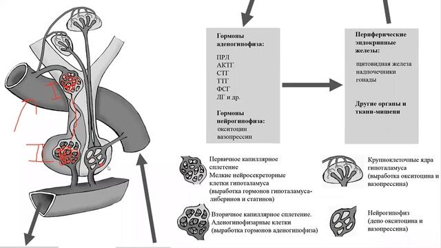 Гормоны часть 1
