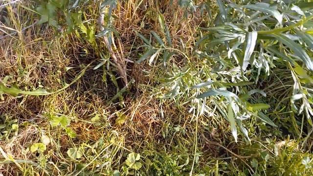 How Many Fruit/Berries Are Actually Successful In 5 Years? Backyard Part 1 w/Garden Update 5/25/23 смотреть онлайн