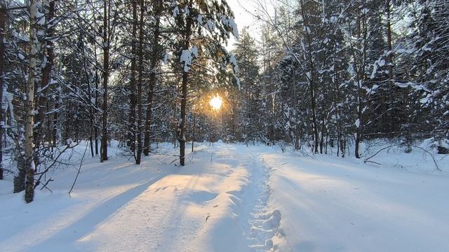 Солнечное утро в заснеженном лесу. ч.3. Февраль 2024 смотреть онлайн