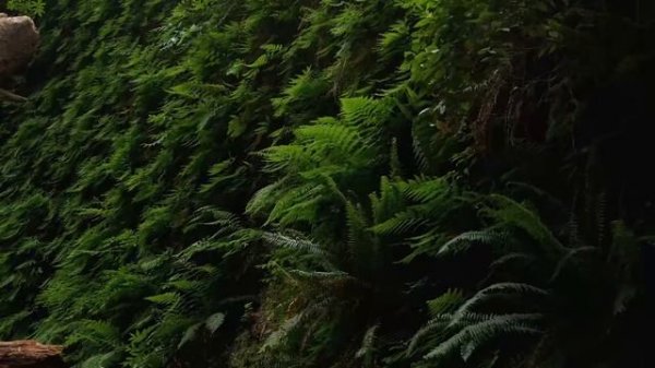 Jeremy Soule (Skyrim) — All the Trees of Tamriel [3 Hr. Extension]