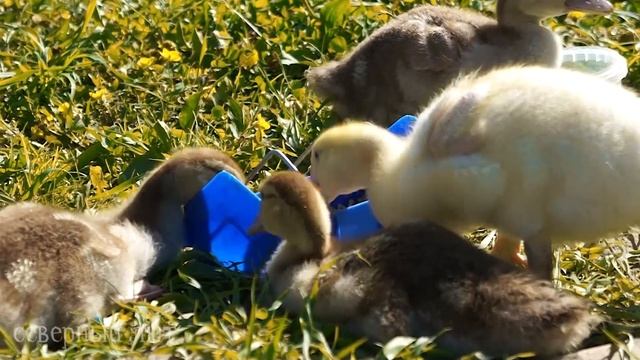 КАК КУПИТЬ ИНДОУТОК? Индоутиный бизнес. В КАКОМ ВОЗРАСТЕ ПОКУПАТЬ ПТИЦ: ЯЙЦА, УТЯТА ИЛИ ПОДРОСТКИ?