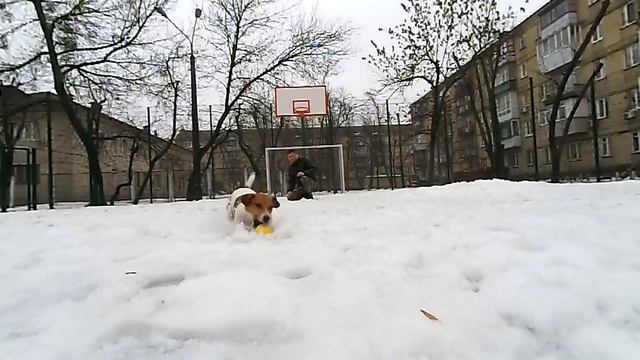 ДЖЕК РАССЕЛ ТЕРЬЕР ЗАМЕДЛЕННАЯ СЪЕМКА.JACK RUSSELL TERRIER SLOW MOTION смотреть онлайн