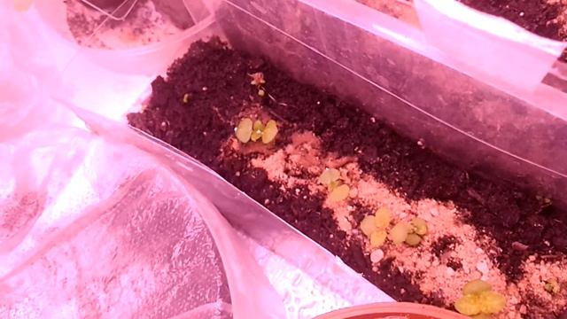 Стеллаж для растений🌿 и небольшой обзор сеянцев🌺 смотреть онлайн