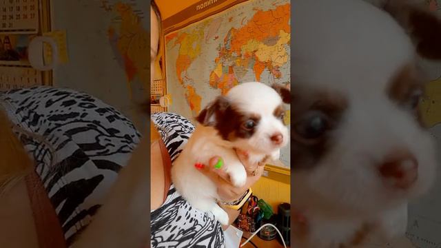 #продажачихуахуа Казанова длинношерстный белый с шоко #ЧИХУАХУА питомник Кастропуло Крым 8978745806 смотреть онлайн