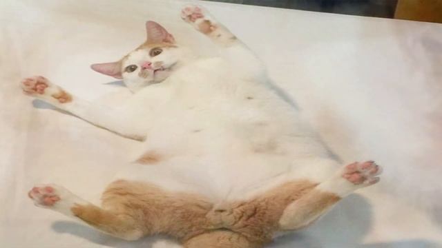 Девушка спасла кота от усыпления и уже через полчаса он отблагодарил её необычным способом смотреть онлайн