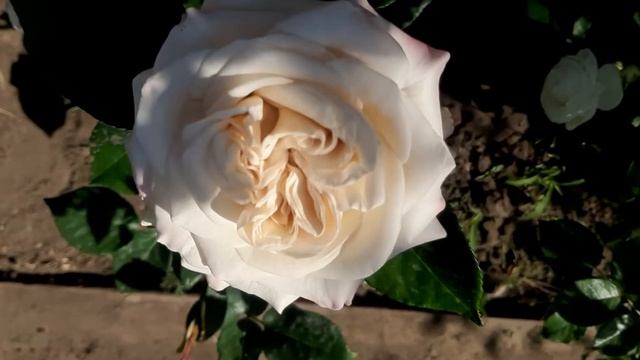 ROSE  Вестминстер Эбби (Westminster Abbey!)