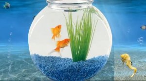 Камиль Сен - Санс.  Аквариум из сюиты "Карнавал животных"