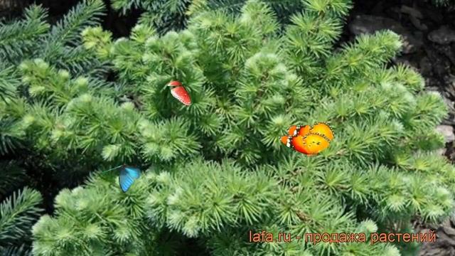 Лиственница японская Грей Перл (larix) ? Грей Перл обзор: как сажать, саженцы лиственницы Грей Перл смотреть онлайн