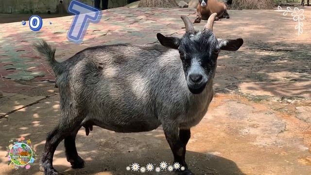 Funny farm animal moments: Koala, Lion, Kangaroo, Bear, Leopard, Horse & Monkey - Animals Video смотреть онлайн