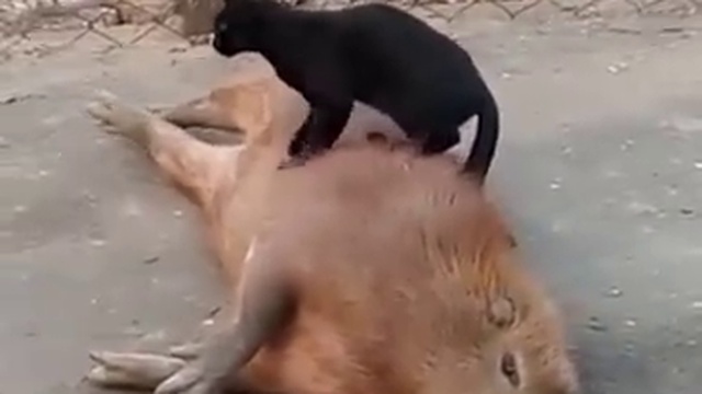 Кот делает массаж смотреть онлайн