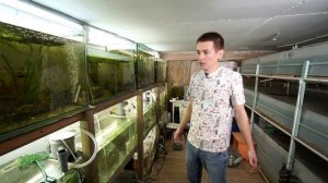 Вся правда про разведение рака в аквариумах!