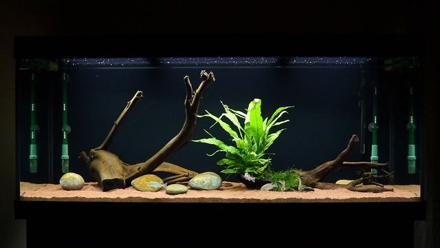 Adding Java Fern to Geophagus Tapajos Red Head Aquarium смотреть онлайн