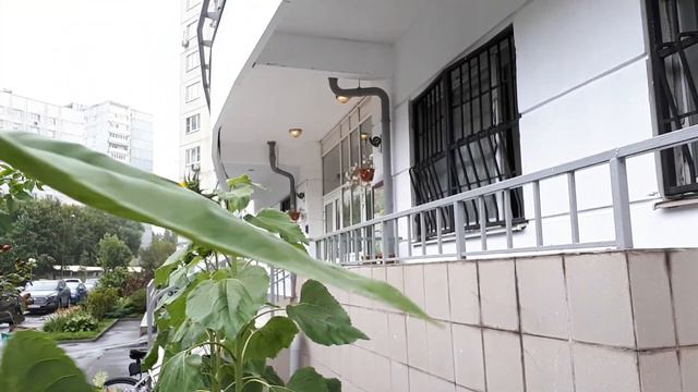 Подсолнухи на Инициативной дом 7 корпус 3 (ЗАО, Москва) 2019 смотреть онлайн