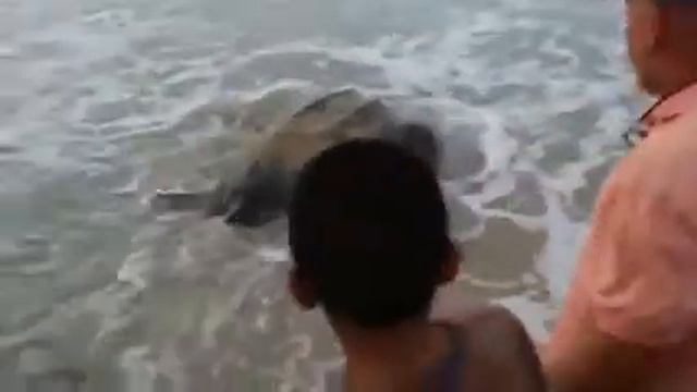 Самые большые животные мира смотреть онлайн