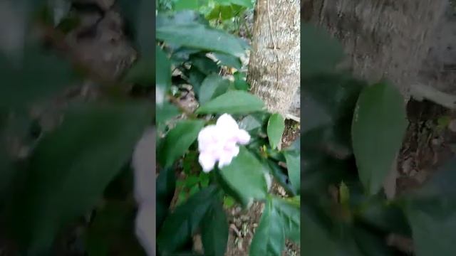 Brunfelsia latifolia flowers growing my garden / Yesterday today tomorrow plant / Aromatic flower / смотреть онлайн