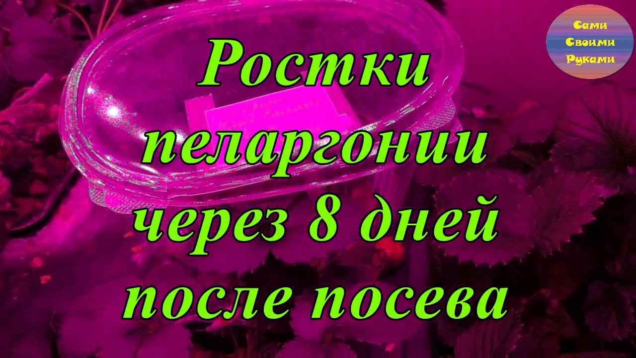 Пеларгония из семян...продолжение