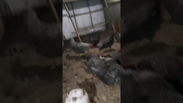 Амрокс порода смотреть онлайн