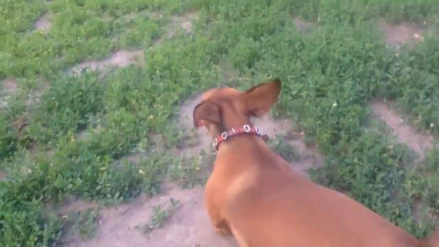 Жужа и Боня смотреть онлайн