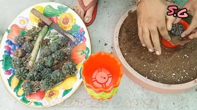 Gymnocalycium damsii Cactus repoting смотреть онлайн