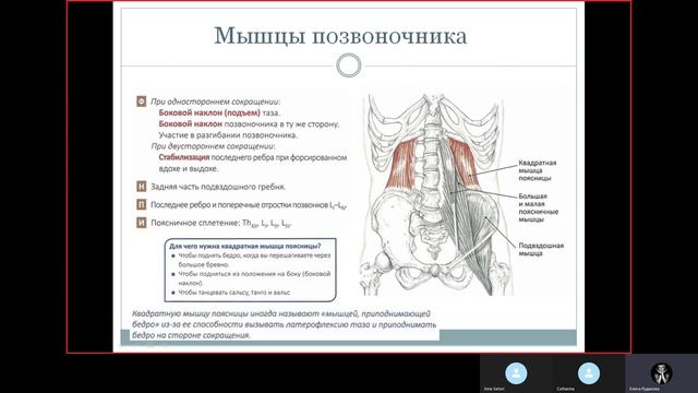 Мышцы позвоночника и грудной клетки смотреть онлайн