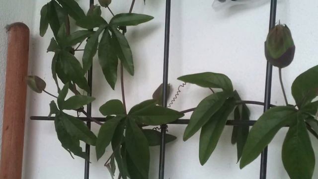 Passiflora caerulea смотреть онлайн