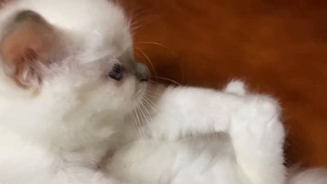 Бирманский котёнок Енисей МАРИТАНА КЭТ, окрас лилак-пойнт смотреть онлайн