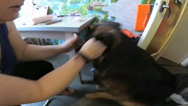 Как чистить уши собаки.