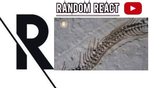 Random react || Some Difrent Animals смотреть онлайн
