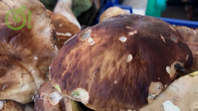 Грибы и ягоды смотреть онлайн